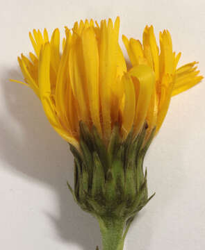 Слика од Hieracium umbellatum subsp. umbellatum