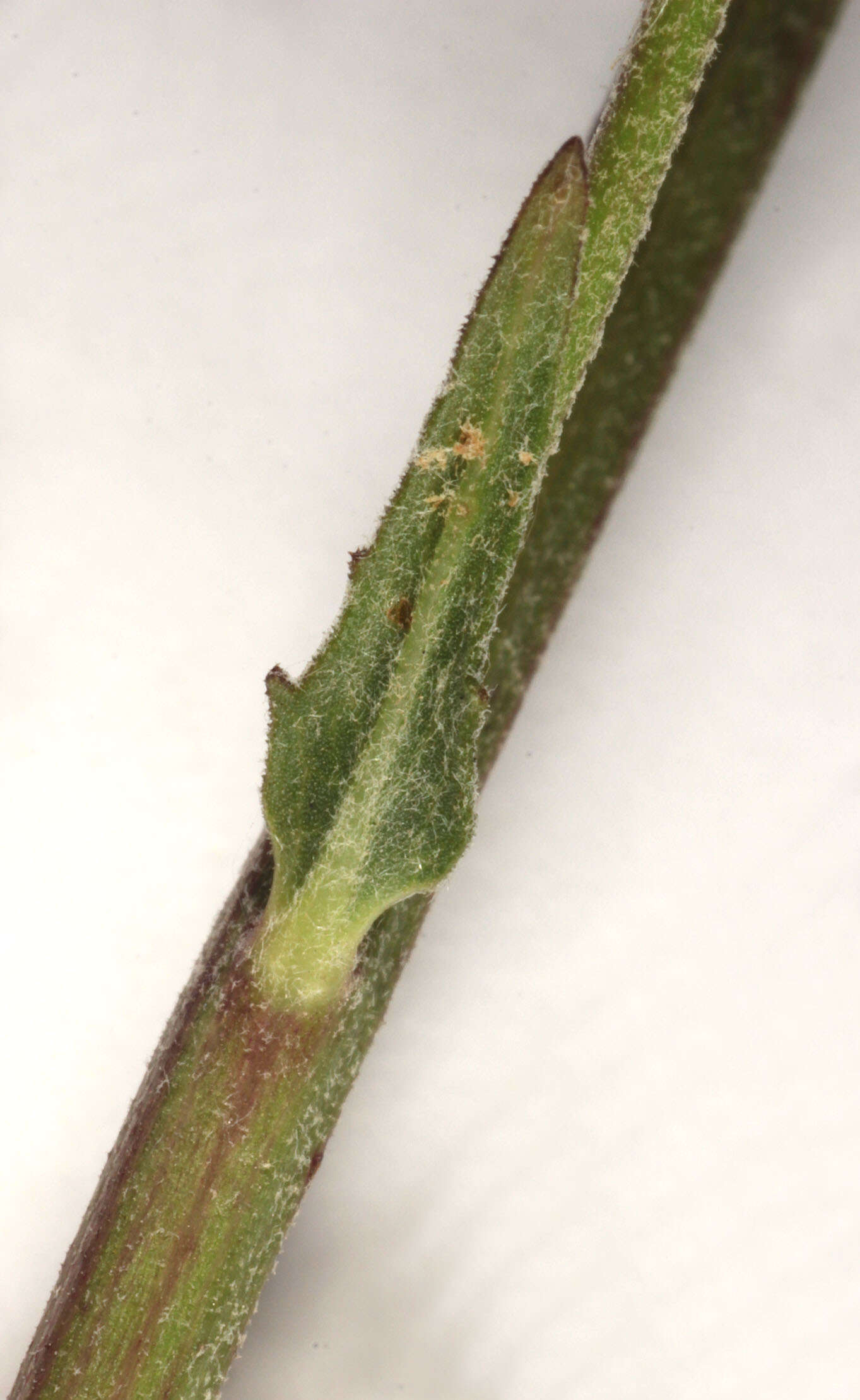 Image of Canadian hawkweed