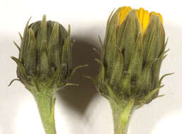 Слика од Hieracium umbellatum subsp. umbellatum