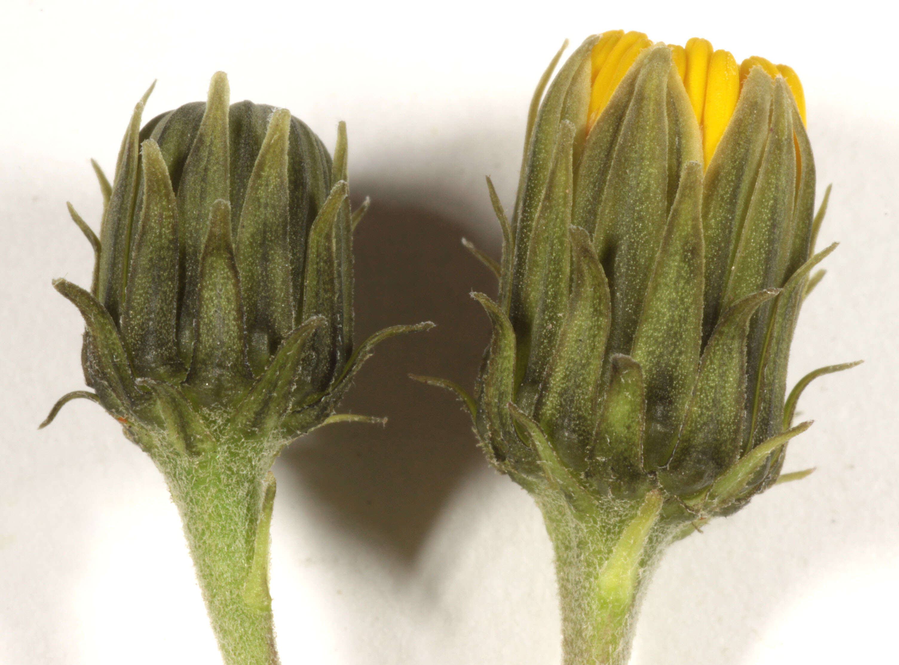 Image of Canadian hawkweed