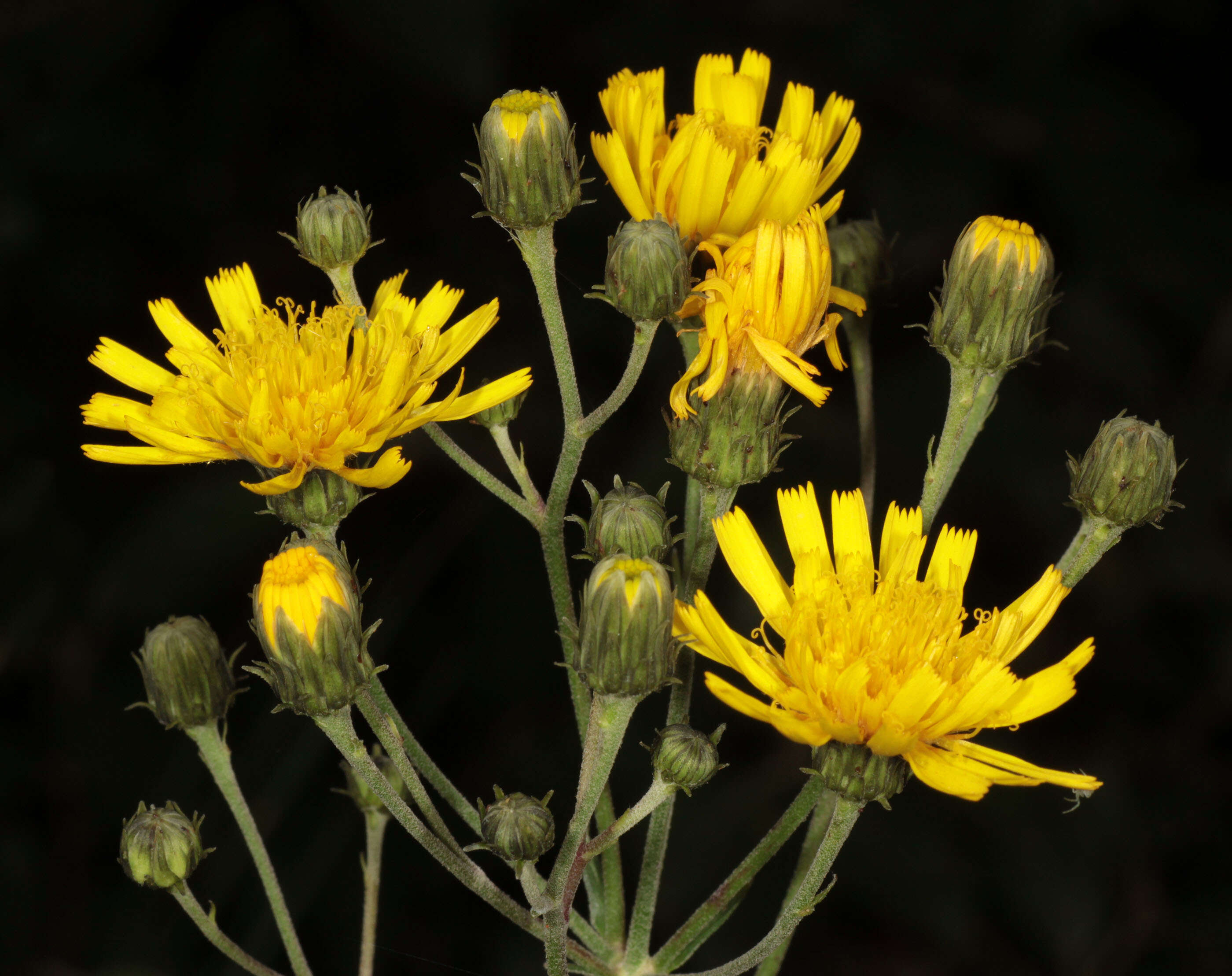 Image of Canadian hawkweed