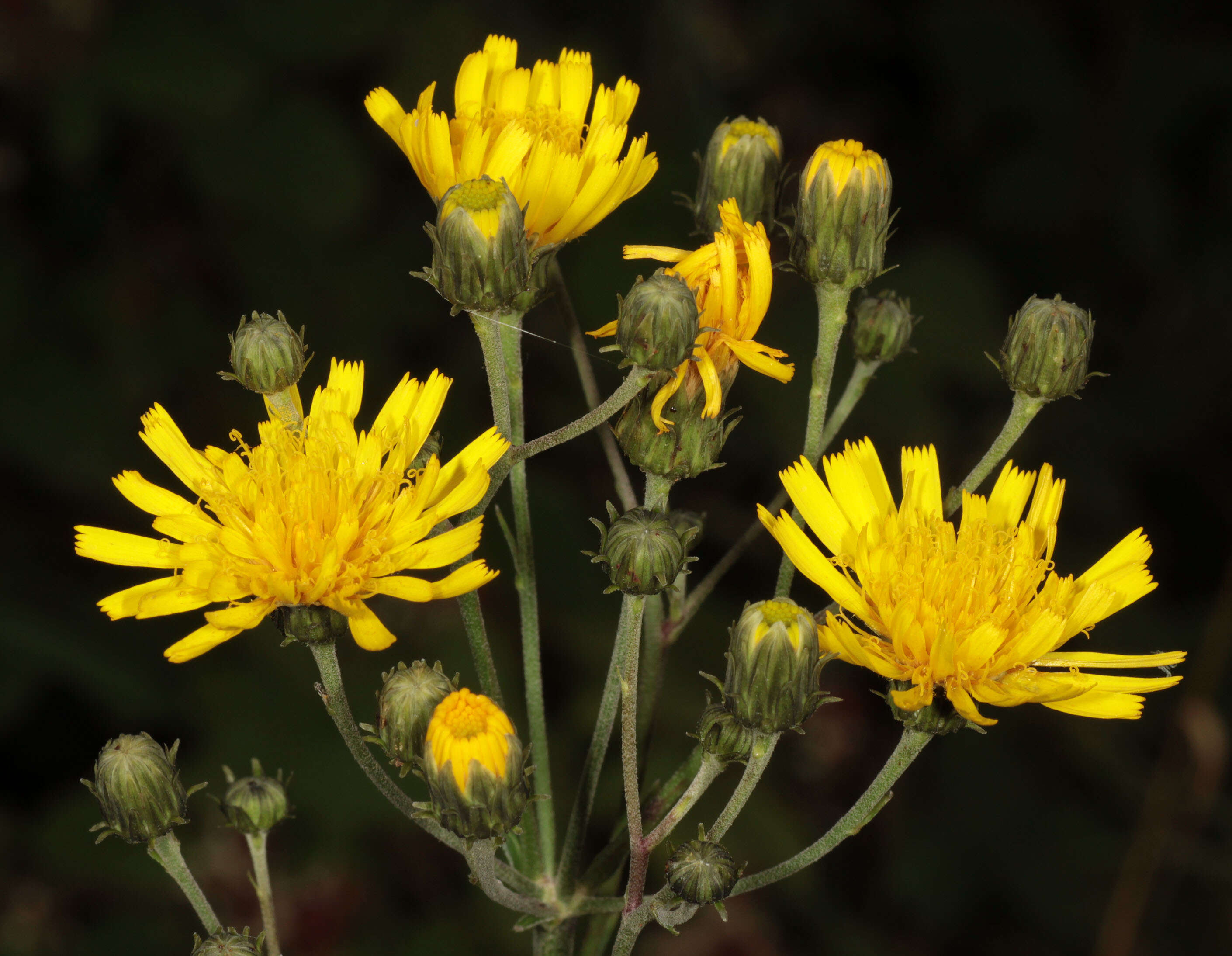 Image of Canadian hawkweed