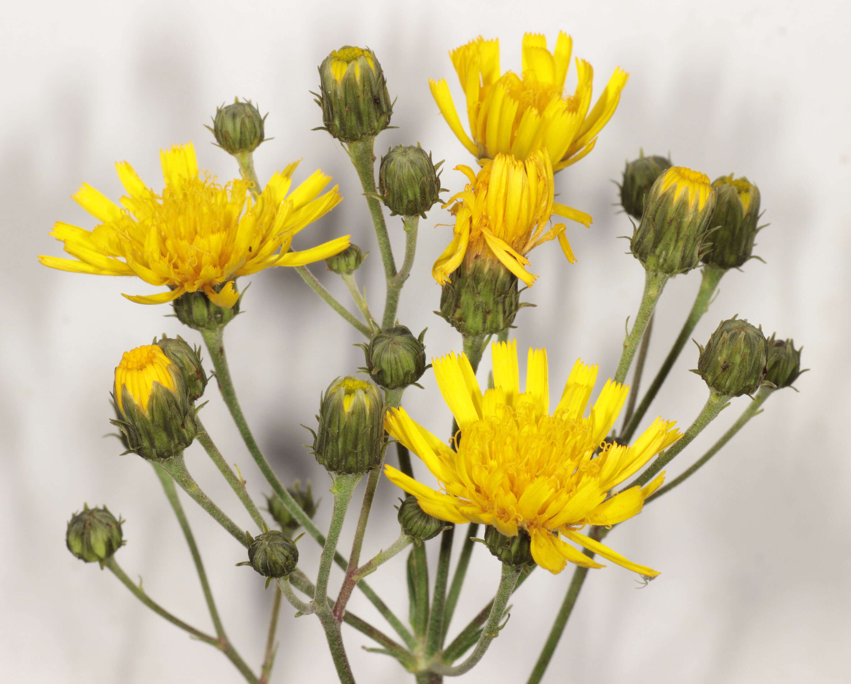 Image of Canadian hawkweed