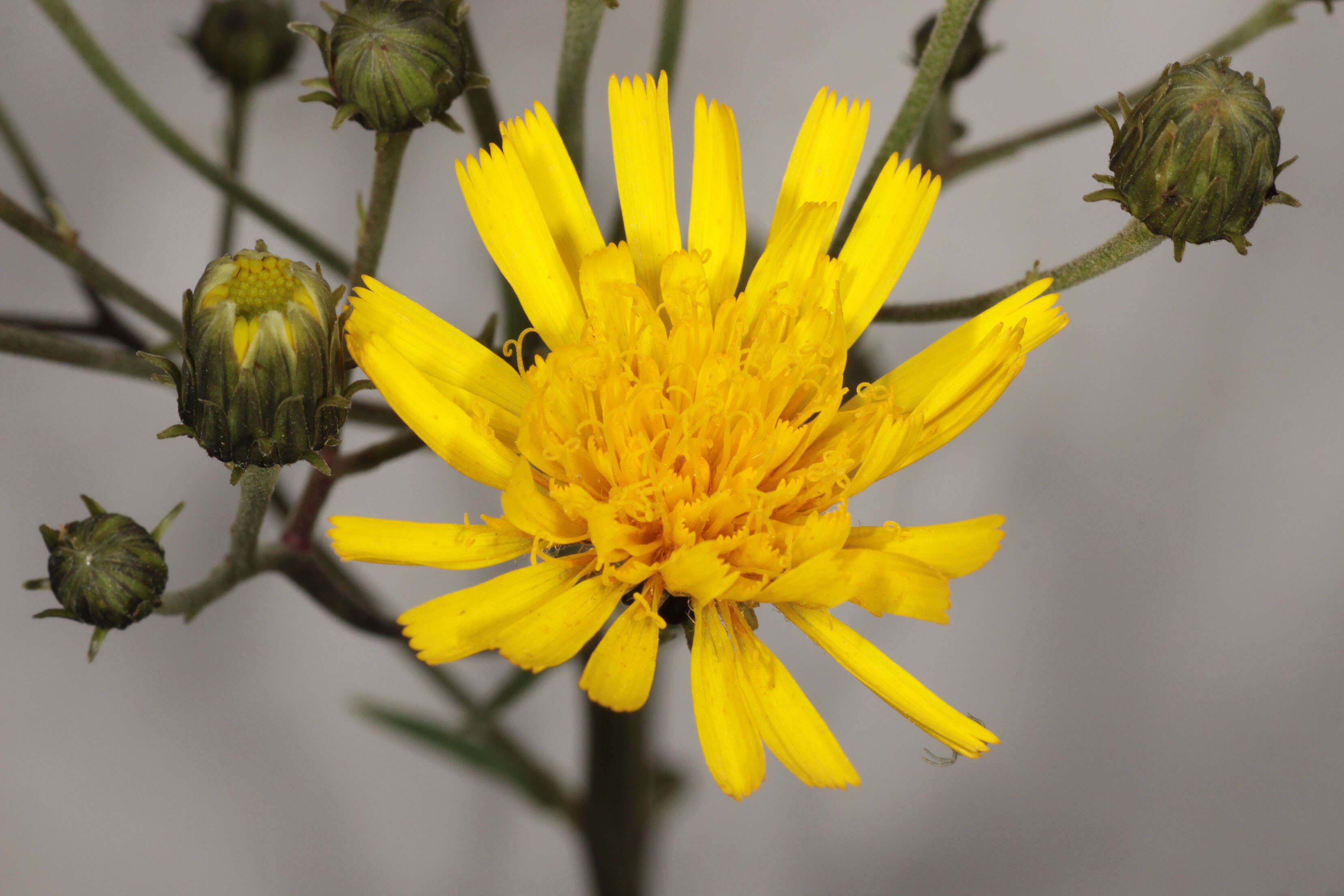 Image of Canadian hawkweed