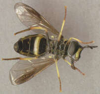 Image of Chrysotoxum bicinctum (Linnaeus 1758)