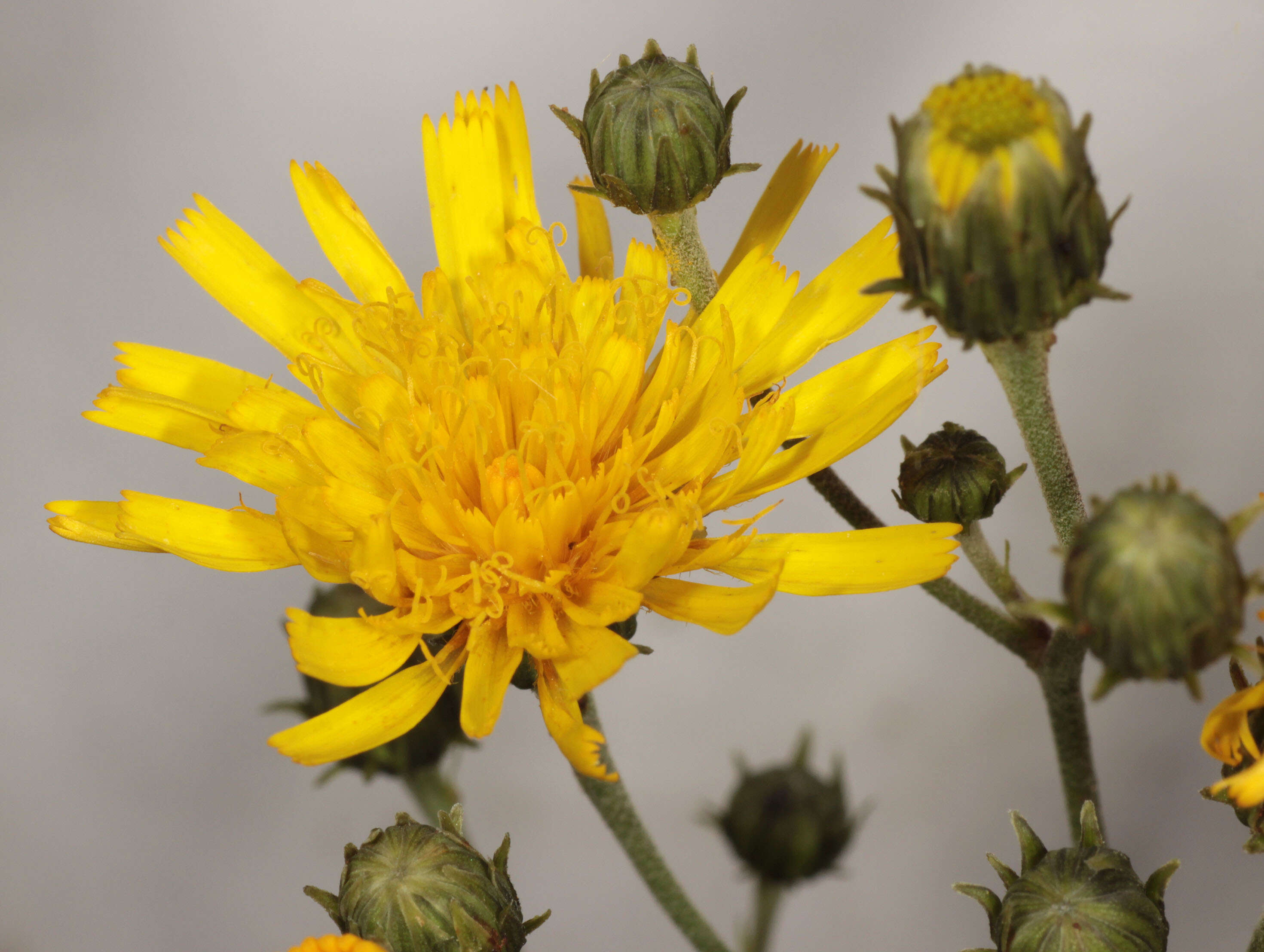 Image of Canadian hawkweed