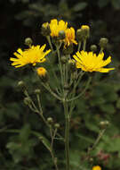 Image of Canadian hawkweed