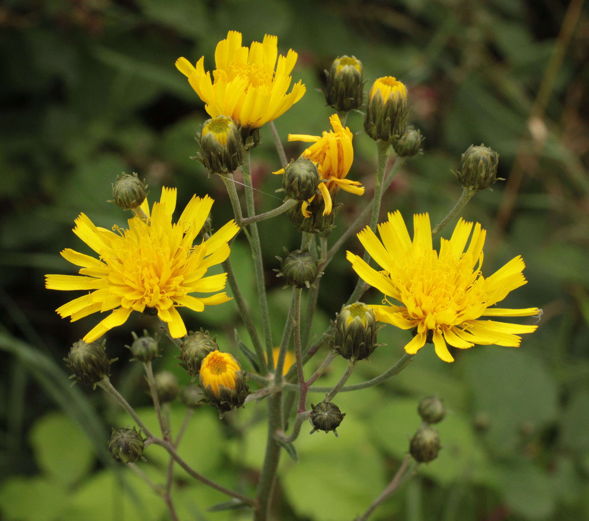 Слика од Hieracium umbellatum subsp. umbellatum