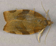 Image of barred fruit-tree tortrix