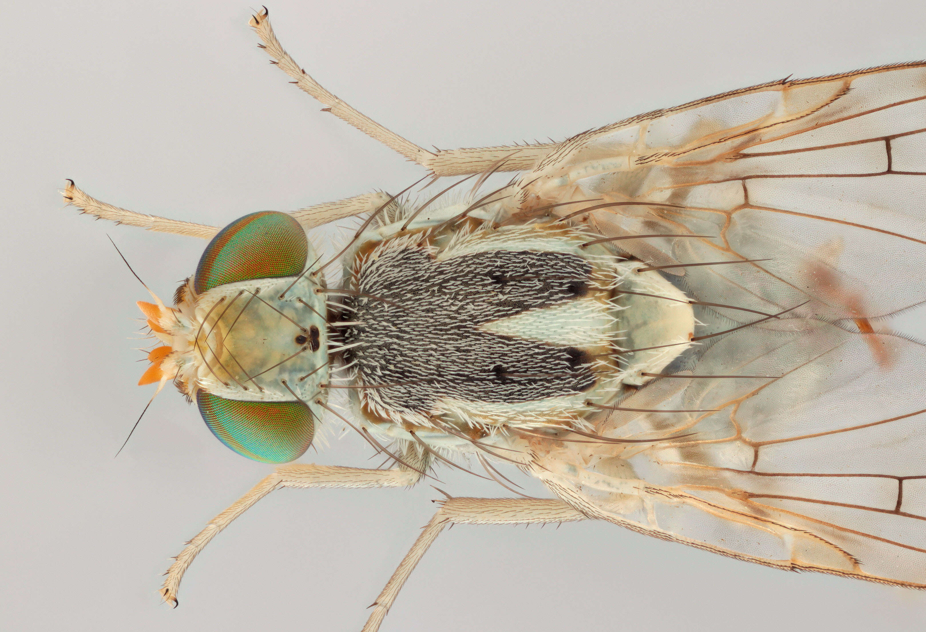 Image of Terellia longicauda (Meigen 1838)