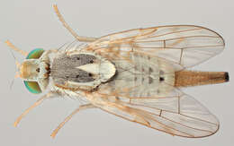 Image of Terellia longicauda (Meigen 1838)