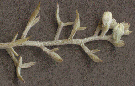 Erysiphe thesii L. Junell 1967 resmi