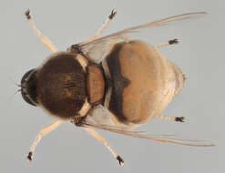 Image of <i>Acrocera orbiculus</i>