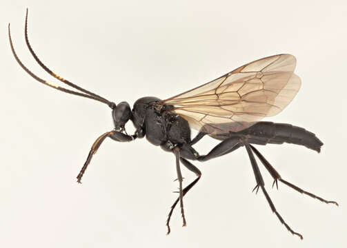 Stenichneumon culpator (Schrank 1802) resmi