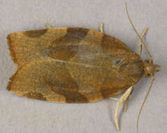 Image of barred fruit-tree tortrix