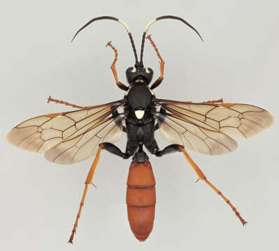 Image de Amblyjoppa fuscipennis (Wesmael 1845)