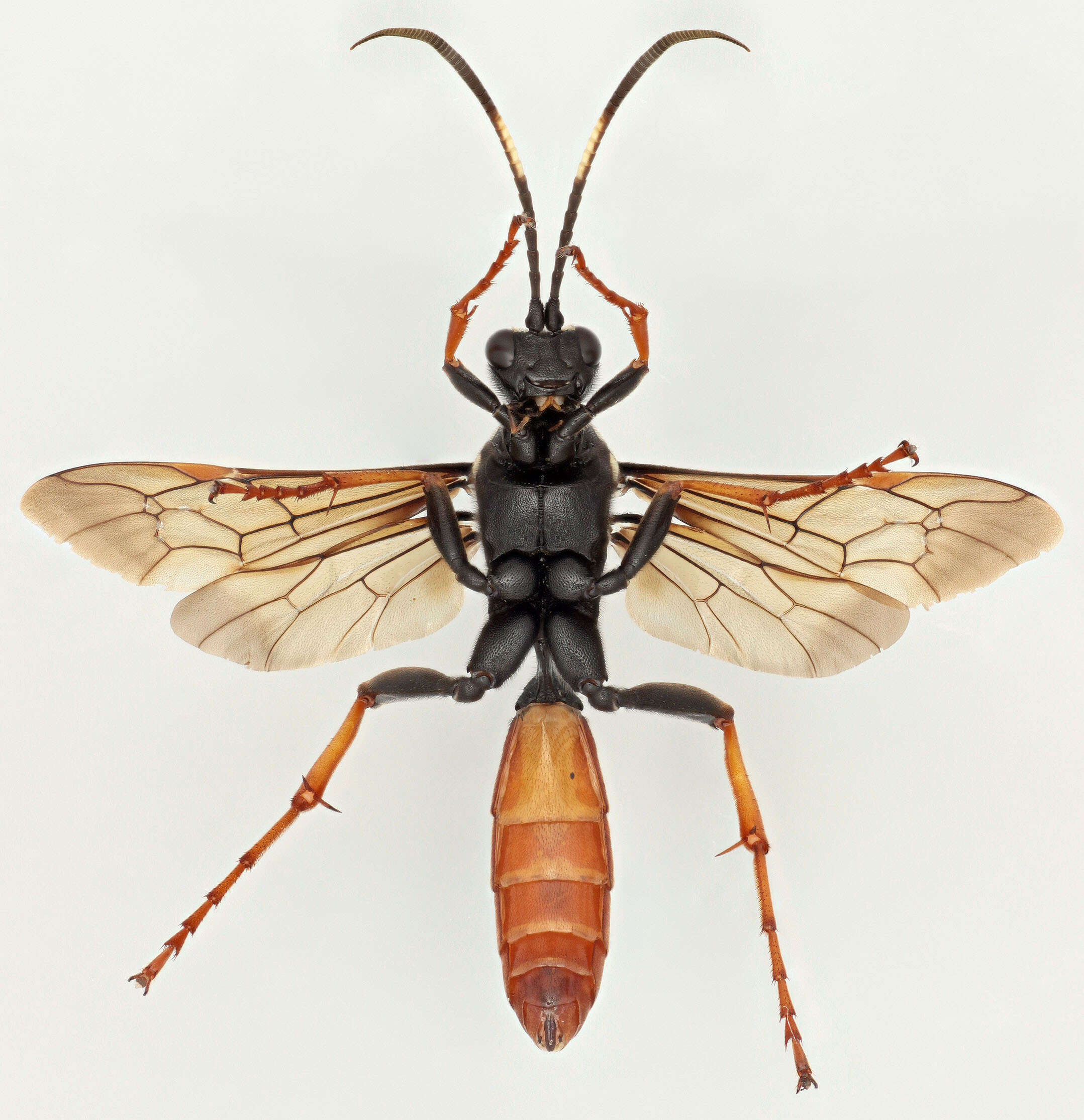 Image de Amblyjoppa fuscipennis (Wesmael 1845)