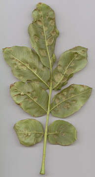 Image of Aceria erinea (Nalepa 1891)