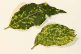 Image of Euonymus scale