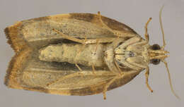 Image of barred fruit-tree tortrix