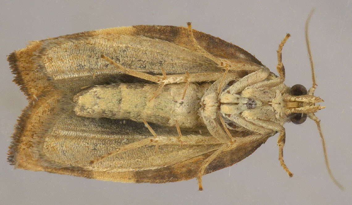 Image of barred fruit-tree tortrix