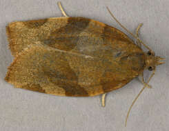 Image of barred fruit-tree tortrix