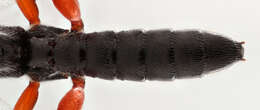 Image of Pimpla spuria Gravenhorst 1829