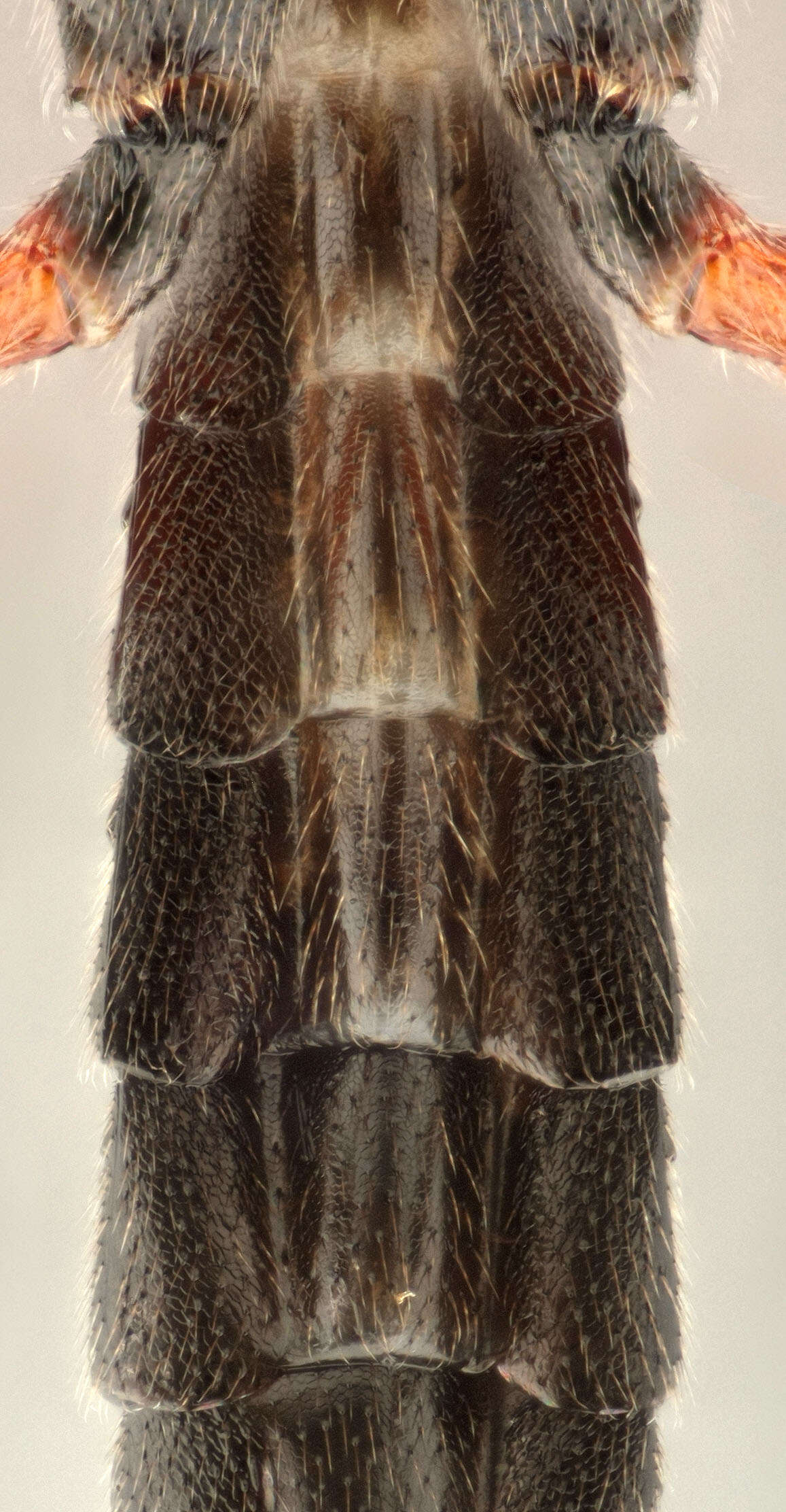 Image of Pimpla spuria Gravenhorst 1829