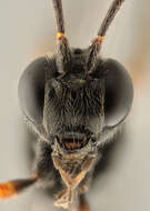 Image of Pimpla spuria Gravenhorst 1829