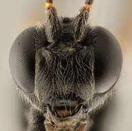 Image of Pimpla spuria Gravenhorst 1829