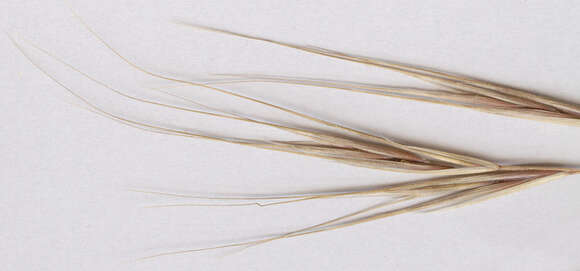 Image of ripgut brome