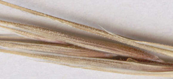 Image of ripgut brome