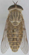 Image of Tabanus bromius Linnaeus 1758