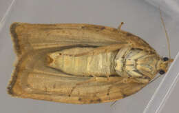 Image of barred fruit-tree tortrix