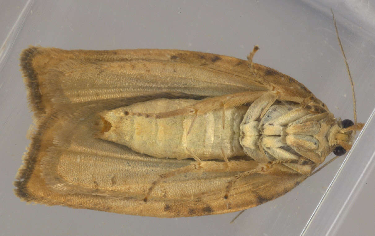 Image of barred fruit-tree tortrix