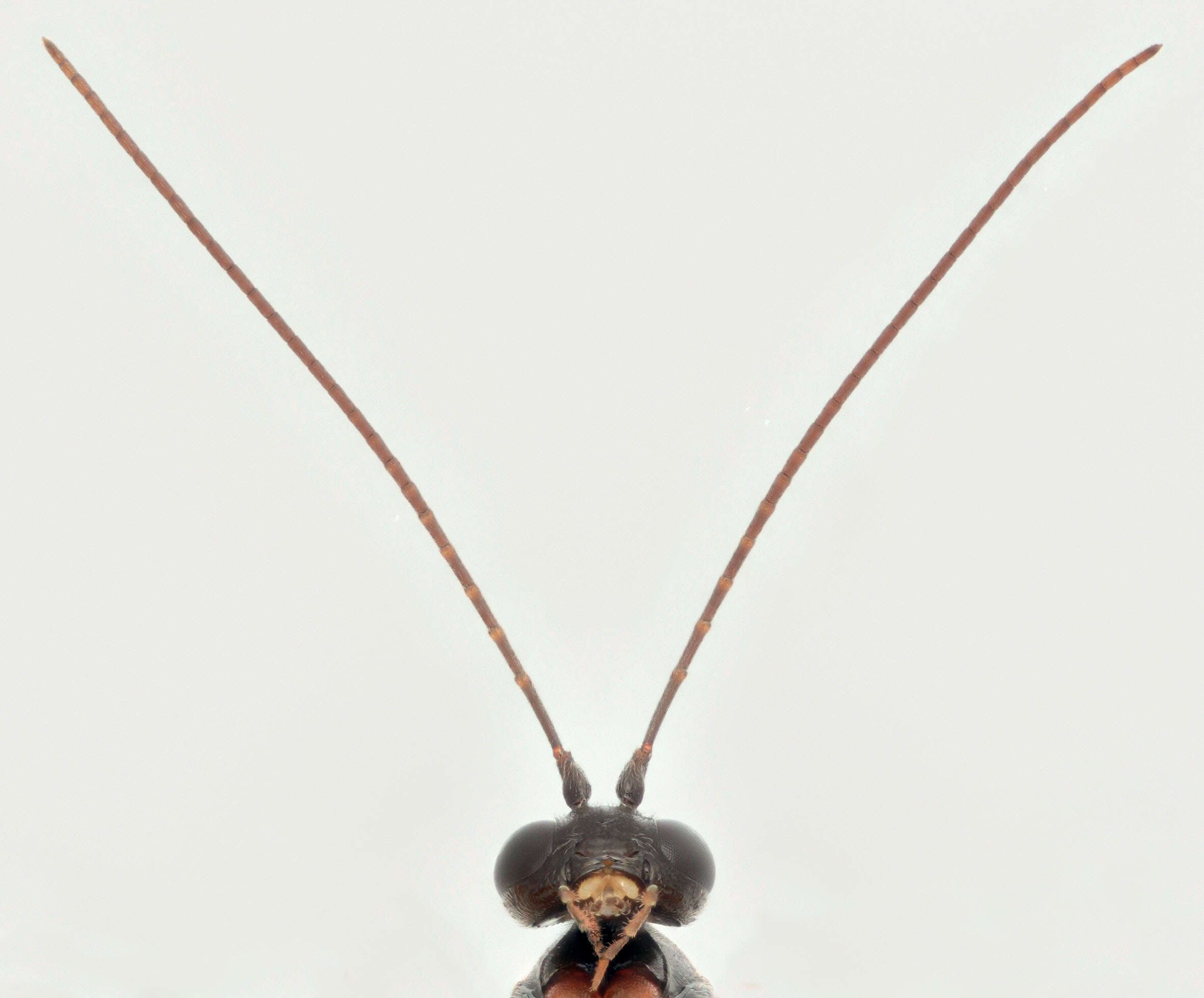 Image of Pimpla insignatoria (Gravenhorst 1807)