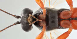 Image of Pimpla insignatoria (Gravenhorst 1807)