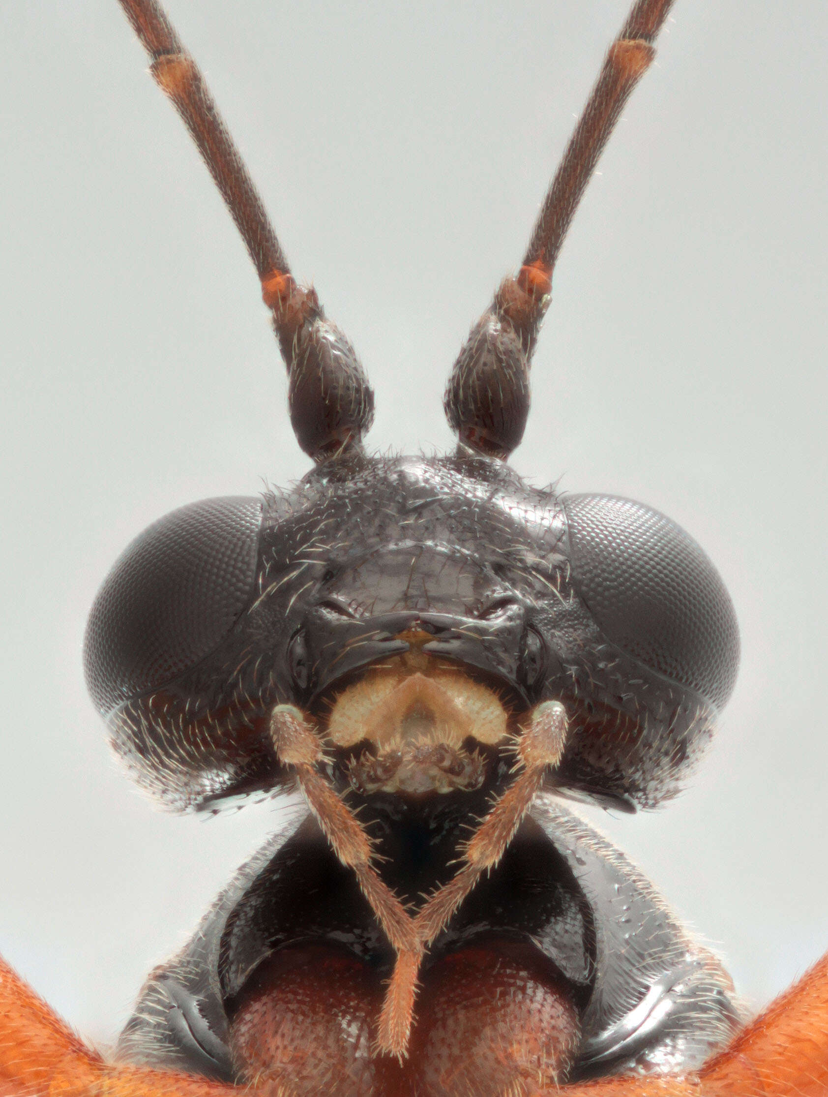 Image of Pimpla insignatoria (Gravenhorst 1807)