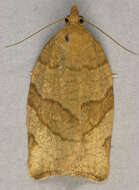 Image of barred fruit-tree tortrix