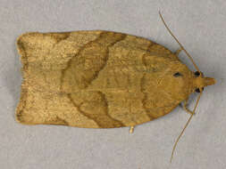 Image of barred fruit-tree tortrix