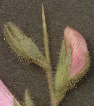 Ononis spinosa L.的圖片