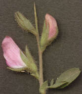 Ononis spinosa L.的圖片