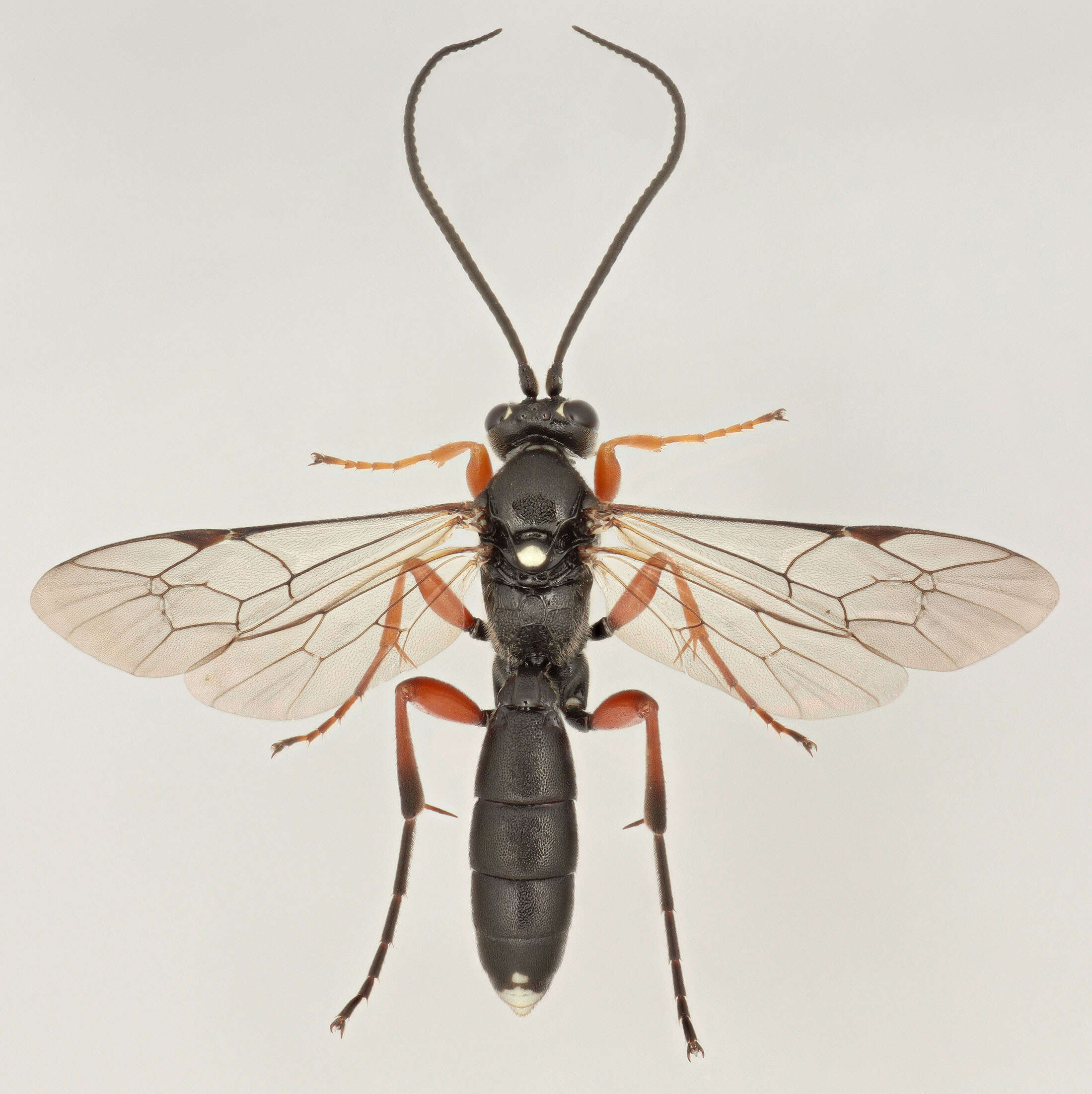 Virgichneumon maculicauda (Perkins 1953)的圖片