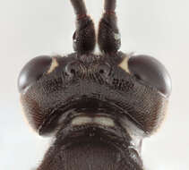 Image of Virgichneumon maculicauda (Perkins 1953)