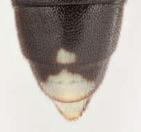 Image of Virgichneumon maculicauda (Perkins 1953)