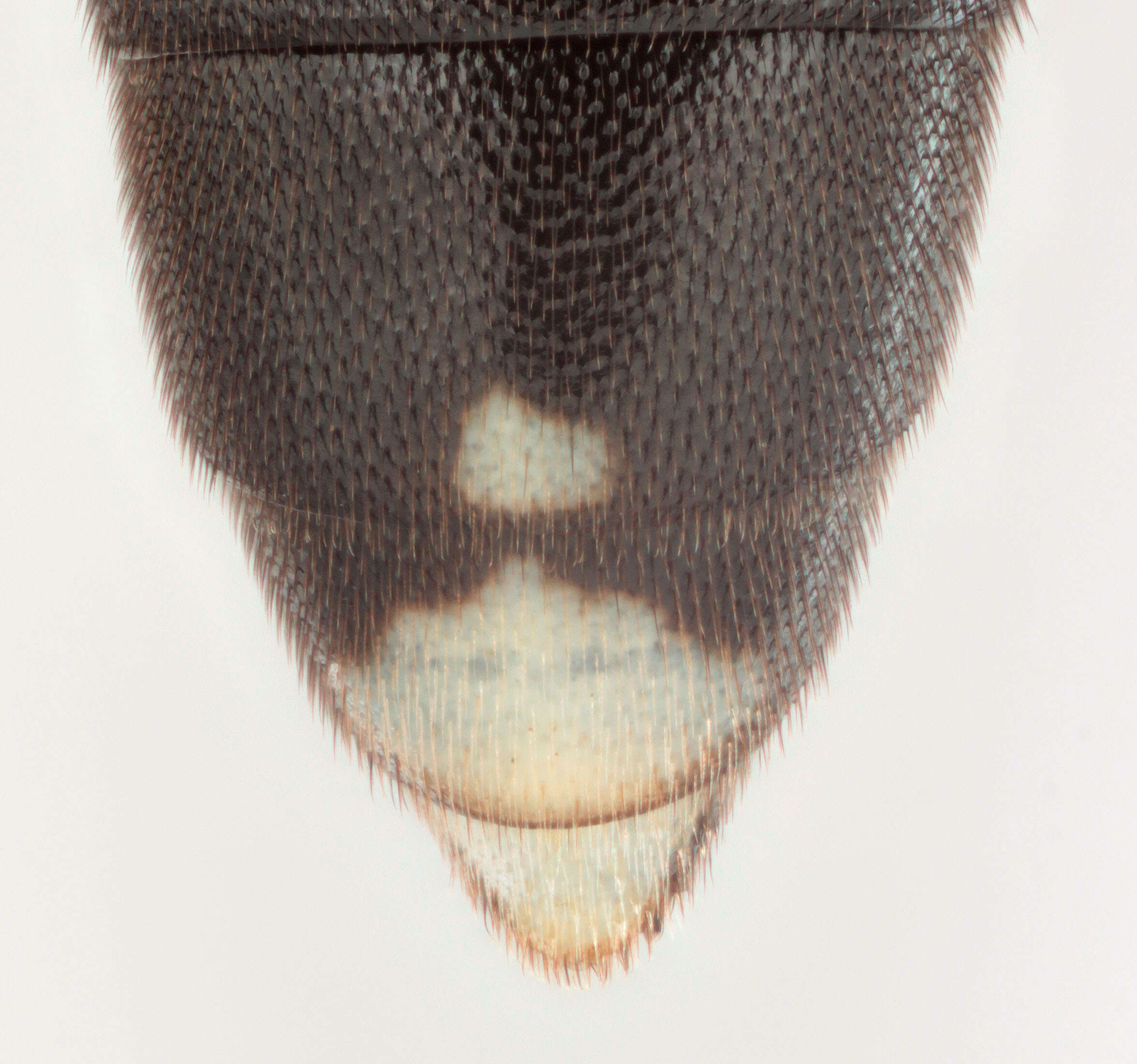 Image of Virgichneumon maculicauda (Perkins 1953)