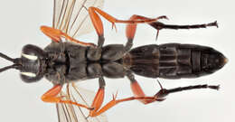 Virgichneumon maculicauda (Perkins 1953)的圖片