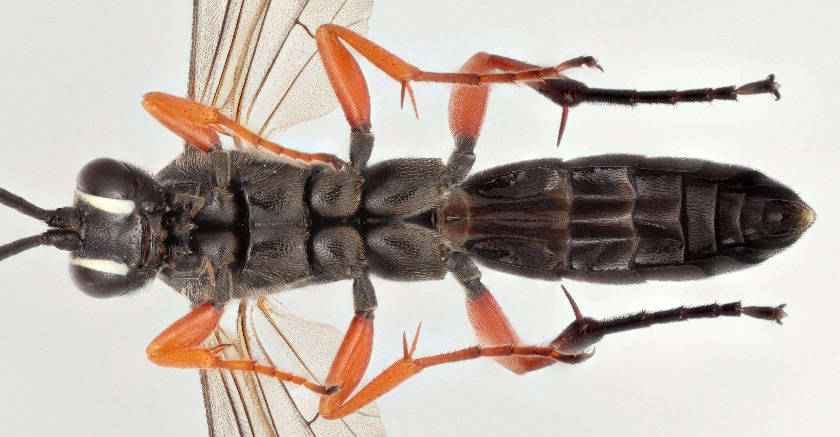 Image of Virgichneumon maculicauda (Perkins 1953)