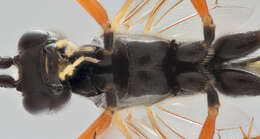 Image of Lagarotis debitor (Thunberg 1822)