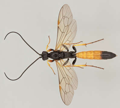 Image of Alomya semiflava Stephens 1835